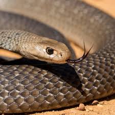 Snakes are elongated, legless, carnivorous reptiles. Good Luck Fella Stay Safe A Snake Catcher Explains Why Our Fear Of Brown Snakes Is Misplaced