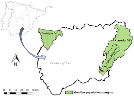 The northern part of the municipality is where the natural park of the sierra de andújar is situated. Location In The Province Of Jaen Spain Of The Mouflons Populations Download Scientific Diagram