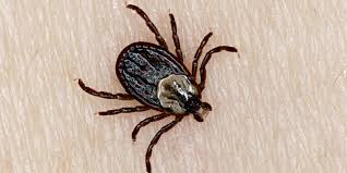 Tracy Anderson Says A Tick Bite Gave Her A Meat Allergy Health Com