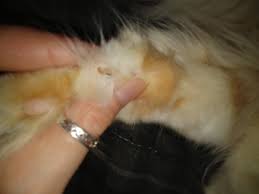 But there are several other benefits as well! Black Inside Claw Thecatsite