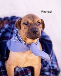 Adopt a cat, dog, puppy or kitten from the pope memorial frontier animal shelter in orleans, vermont. Pictures Of Raphael A Labrador Retriever For Adoption In Brattleboro Vt Who Needs A Loving Home Labrador Retriever Brattleboro Pet Adoption