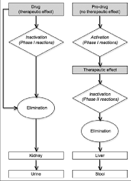 The Main Metabolic Pathways Of Drug Metabolism Download