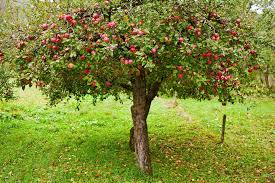 Apfelbaum düngen - Anleitung & Tipps