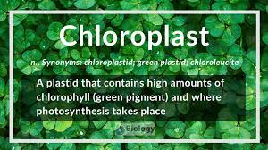 Plant cells have a cell wall, chloroplasts, plasmodesmata, and plastids used for storage, and a large central vacuole, whereas animal cells do not. Chloroplast Definition And Examples Biology Online Dictionary