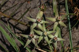 Image result for Apocynaceae subfamilies Asclepiadoideae and Secamonoideae