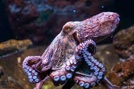 Here S 7 Of The Best Examples Of Biomimicry And Nature Inspired Design Digital Trends Octopus Octopus Pictures Octopus Photos