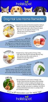 The apple cider vinegar's acidic nature makes it a natural antifungal & antibacterial. 12 Cbd For Dogs Ideas Cbd Dogs Oils For Dogs