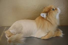 Pin On Yah S Animals