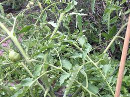We did not find results for: Cuor Di Bue Aka Oxheart Tomatoes Problem