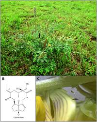 Image result for Crotalaria pallida