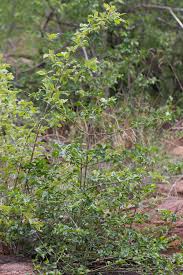 Image result for Lannea humilis
