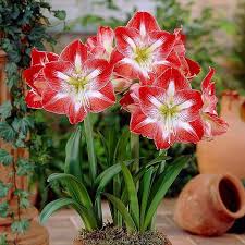 Maybe you would like to learn more about one of these? Amaryllis Collection Thompson Morgan