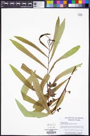 Image result for Artabotrys likimensis