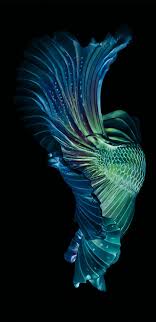 Art Betta Fish Wallpaper Fish Art Siamese Fighting Fish