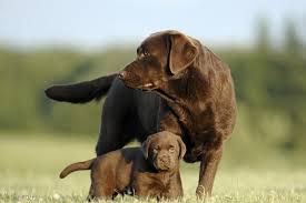 If you have a chocolate lab, then you are one lucky person. Chocolate Lab Names 300 Names For Your Chocolate Coated Furry Friend Perfect Dog Breeds