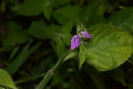 Image result for Dicliptera sp. B