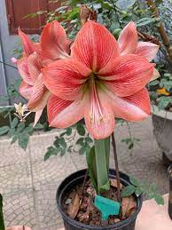 Pin By Snezhana Nikova On Flowers Amazing Flowers Amaryllis Flowers