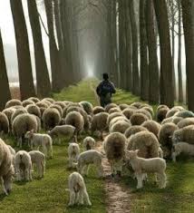 The Grace Of Soul Restoration The Good Shepherd Sheep Animals Beautiful