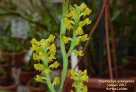 Image result for Polystachya golungensis