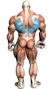 Back muscle chart, find out more about back muscle chart. Behind Neck Lat Pull Down Video Exercise Guide Tips