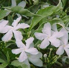 Image result for Tabernaemontana