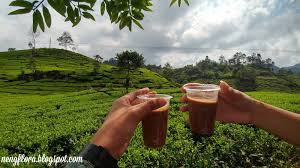 3 jalan menuju kebun teh sukawana. Liburan Murah Meriah Ke Kebun Teh Rancabali Kabupaten Bandung Cerita Nengflora
