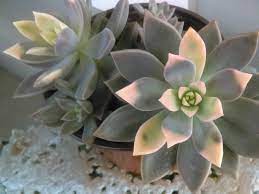 Graptopetalum Paraguayense F Variegata Variegated Ghost Plant World Of Succulents Ghost Plant Plants Succulents
