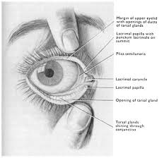 Orbital Anatomy For The Surgeon Abstract Europe Pmc