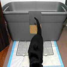 Check spelling or type a new query. Why Is My Cat Spraying And How Can I Fix It Pethelpful