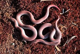 Image result for Rytigynia acuminatissima