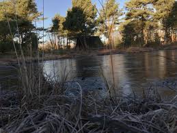 Pin Von Auf Botanischer Garten Rombergpark Botanischer Garten Garten Rom