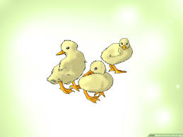 3 Ways To Hatch A Goose Egg Wikihow