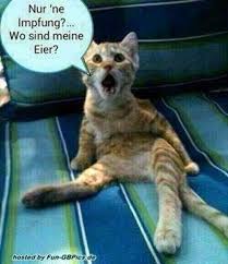 Lustige bilder fur whatsapp kostenlos downloaden 3 4 guten bilder. Lustige Bilder Fur Whatsapp Kostenlos Downloaden 2 Lustige Bilder Von Tieren Katzenhumor Lustige Tiermemes