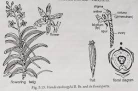 Image result for Orchidaceae