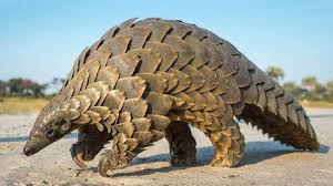 La richesse du monde n'est plus à démontrer et les variétés du règne animal ne cessent d'impressionner chaque jour le monde. Le Pangolin L Animal Le Plus Braconne Au Monde Est Desormais Interdit A La Vente