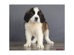 However, free saint bernard dogs and puppies are a rarity as shelters usually charge a small adoption fee to cover their expenses (around £100). Saint Bernard Puppies Petland Bolingbrook Il