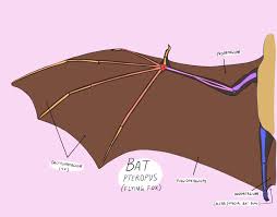 We present a new mechanism for passive wing morphing of flapping wings inspired by bat and bird wing morphology. Wing Anatomy