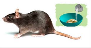 Ces 3 Astuces Naturelles Vous Debarrasseront Des Rats Et Des Souris Pour De Bon
