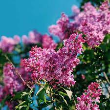 Lilac Flower Meaning Origins And Other Interesting Facts