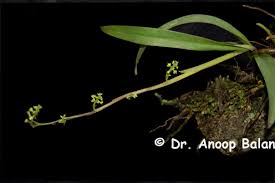 Image result for Polystachya melanantha