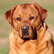 Recherche labs is a dedicated breeder and trainer of english labrador retriever puppies. Country Labs English Style Labradors Fox Red Chocolate Black