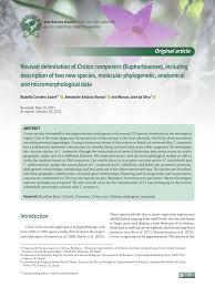 Image result for Croton polytrichus