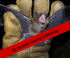 Maybe you would like to learn more about one of these? Bat Sounds Hearing Is Believing Get Bats Out 877 264 2287
