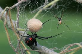 How to get rid of black windows? Spider Control And Treatments For The Home Yard And Garden