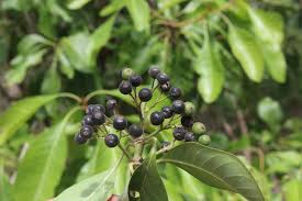 Image result for Pavetta sp. I