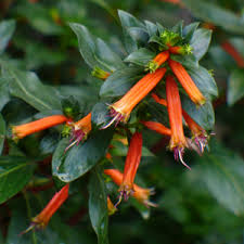 Image result for Indigofera kirkii