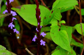 Image result for Striga gesnerioides