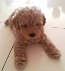 Find goldendoodle breeders close to you in kentucky using our searchable directory. F3 Miniature Goldendoodle Puppies For Sale In Morehead Kentucky Classified Americanlisted Com