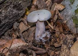 Image result for Clitocybe multiceps