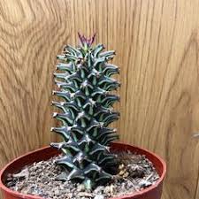 Image result for Monadenium torrei